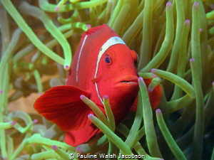 Spinecheek Anemonefish, Premnas biaculeatus, Wakatobi Mar... by Pauline Walsh Jacobson 